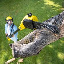 How Our Tree Care Process Works  in Meridian Hills, IN